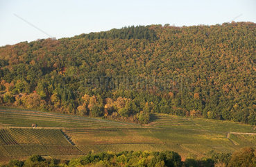 Badenweiler  Deutschland  Weinanbau im Markgraeflerland  im Hintergrund der Schwarzwald
