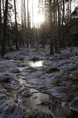 Belloe  Schweden  verschneiter Wald
