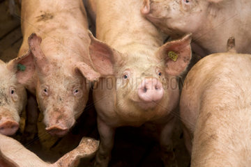 Borken  Deutschland  Schweine in einem Schweinemastbetrieb
