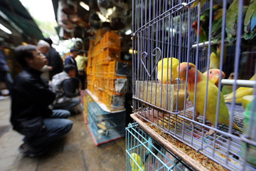 Hong Kong  China  Rosenkoepfchen werden auf dem Bird Market zum Verkauf angeboten