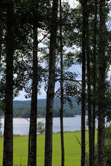 Storsa Lesjoen  Schweden  Baumstaemme und ein See bei Storsa Lesjoen