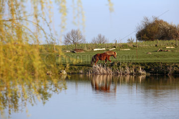 Prangendorf  Pony an einem See