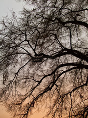 Berlin  Deutschland  Kahler Baum bei Sonnenuntergang