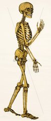 Skelett  medizinisches Modell  um 1910