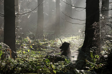 Neu Kaetwin  Deutschland  Hund sitzt allein im Wald