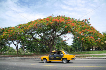 Havanna  Kuba  staatliches Taxi