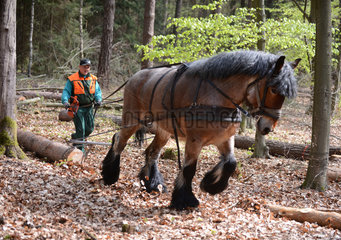 Eberswalde  Deutschland  Holzruecker im Wald bei der Arbeit mit einem Rueckepferd