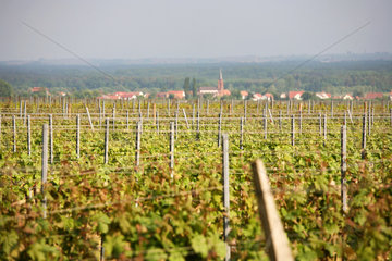 Schweighofen  Deutschland  Landschaft mit Weinstoecken