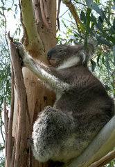 Wye River  Australien  ein Koalabaer in einem Eukalyptusbaum