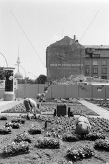 Berlin  Deutschland  Pflanzarbeiten an einem Blumenbeet Unter den Linden