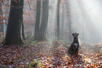 Neu Kaetwin  Deutschland  Hund sitzt im Wald allein im Streiflicht