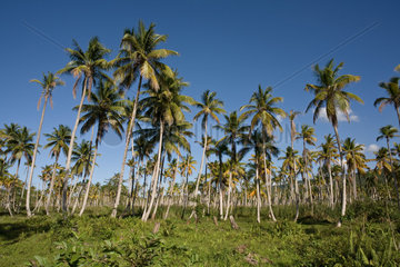 Las Terrenas  Dominikanische Republik  ein Feld mit Kokospalmen