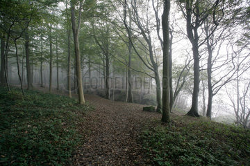 Daenischenhagen  Deutschland  Buchenwald im Nebel