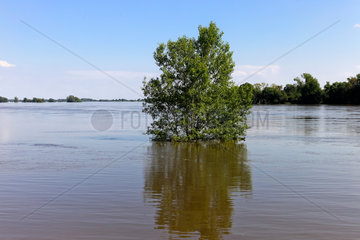 Prignitz  Deutschland  Hochwasser an der Elbe