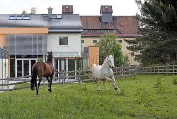 Oberoderwitz  Deutschland  Pferde auf einer Koppel vor zwei Einfamilienhaeusern