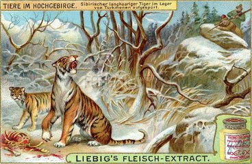 Sibirischer Tiger  um 1900