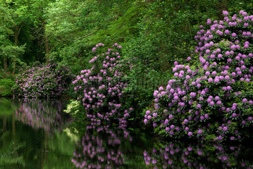 Berlin  Deutschland  Rhododendronbuesche an einem Teich