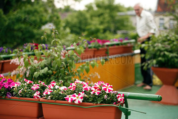Berlin  Deutschland  Mann bei der Gartenarbeit auf seinem Balkon