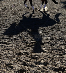 Berlin  Deutschland  Reiter und Pferd werfen einen Schatten auf den Boden