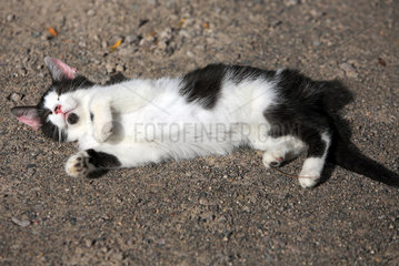 Graditz  Deutschland  Katze sonnt sich ausgestreckt auf dem Boden