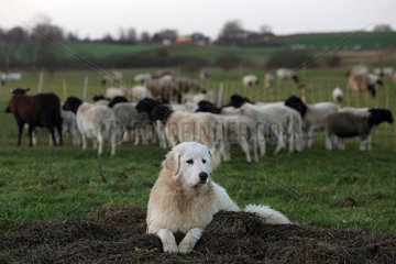 Neu Kaetwin  Deutschland  Pyrenaeenberghund bewacht eine Herde Dorperschafe