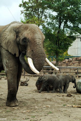 Berlin  Deutschland  Elefanten im Tierpark Berlin-Friedrichsfelde