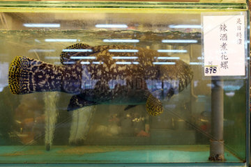 Hong Kong  China  Fisch in einem Wasserbecken