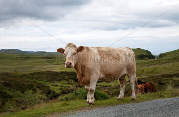 Bracadale  Grossbritannien  Kuehe grasen an einer Strasse auf der Insel Skye in Schottland