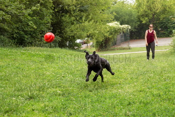 Berlin  Deutschland  junger Labrador rennt dem Wurfball hinterher