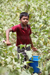 Puliyampathai  Sri Lanka  ein Kind beim Ernten von Auberginen