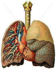 Lunge  medizinische Illustration  1903