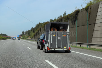 Hannover  Deutschland  Auto mit Pferdeanhaenger auf der A2