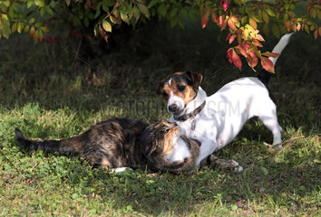 Goerlsdorf  Deutschland  Jack Russell Terrier greift eine Hauskatze an