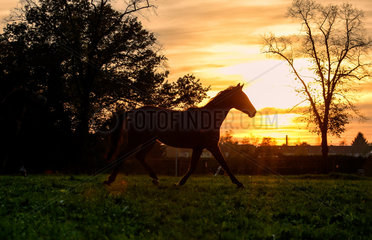 Hamm  Deutschland  Pferde im Sonnenuntergang