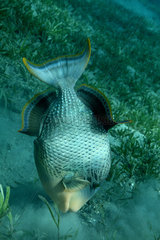 Rotes Meer  Aegypten  Gelbsaum Drueckerfisch beim Grundeln