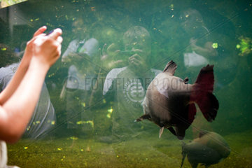 Berlin  Deutschland  ein Junge fotografiert einen Fisch im Aquarium