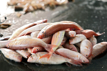 Cuddalore  Indien  fangfrische Fische auf einem Fischmarkt