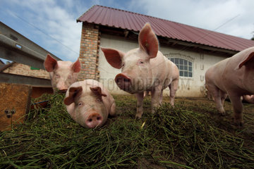 Prangendorf  Deutschland  Biofleischproduktion  Hausschweine in einem Auslauf vor dem Stall