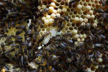 Berlin  Deutschland  Honigbienen auf einer Wabe mit Nachschaffungszellen