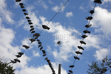 Bukarest  Rumaenien  Tauben sitzen auf Oberleitungen in Bukarest