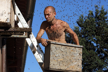 Castel Giorgio  Italien  Imker haengt eine Bienenkiste zum Einfangen eines Bienenschwarms auf