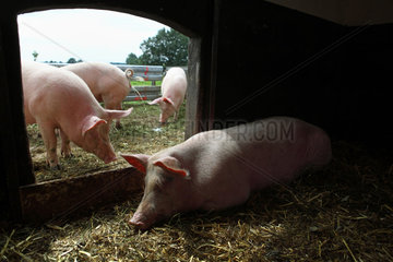 Prangendorf  Deutschland  Biofleischproduktion  Hausschwein liegt im Stall