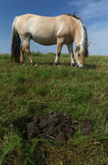 Neu Kaetwin  Deutschland  Pferdeaepfel auf einer Weide  dahinter ein Fjordpferd beim Grasen