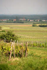 Schweighofen  Deutschland  Landschaft mit Weinstoecken