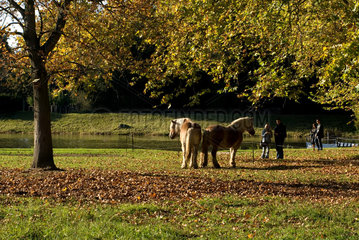 Pferde auf einer Weide im Gartenreich Dessau-Woerlitz  Deutschland