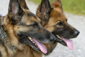 zwei alte Schaeferhunde