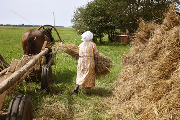 Gruszauka  Weissrussland  eine alte Baeuerin bei der traditionellen Getreideernte