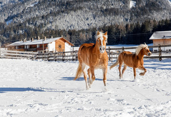 Innichen  Italien  Pferde galoppieren ueber eine verschneite Koppel