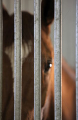Neuenhagen  Deutschland  Pferd schaut durch die Gitterstaebe seiner Box