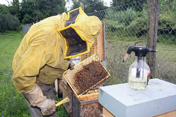 Castel Giorgio  Italien  Imker Reinhard Rohrwacher kontrolliert eine Honigwabe